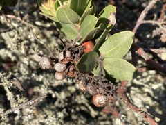 Arctostaphylos montaraensis