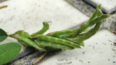 Alysicarpus vaginalis