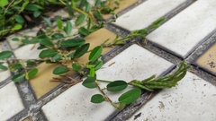 Alysicarpus vaginalis