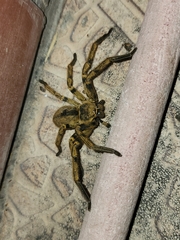 Polybetes pythagoricus