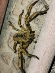 Polybetes pythagoricus