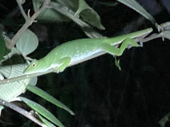 Anolis biporcatus