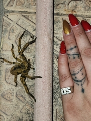 Polybetes pythagoricus