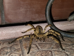 Polybetes pythagoricus