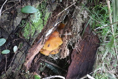 Heimiomyces velutipes