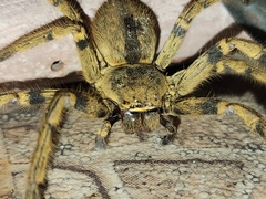 Polybetes pythagoricus