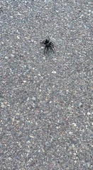 Aphonopelma steindachneri