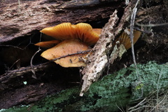 Heimiomyces velutipes