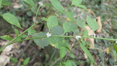 Deeringia polysperma