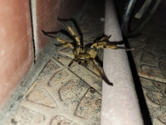 Polybetes pythagoricus