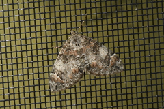 Dysstroma citrata