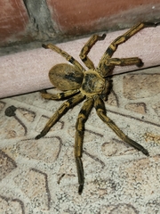 Polybetes pythagoricus