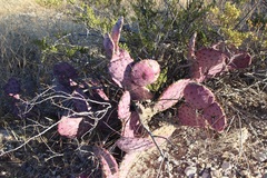 Opuntia azurea