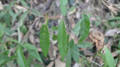 Sohmaea zonata