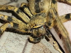 Polybetes pythagoricus