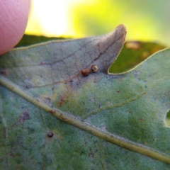 Neuroterus saltatorius