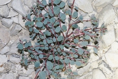 Euphorbia cinerascens
