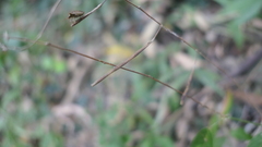 Sohmaea zonata