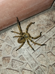 Polybetes pythagoricus