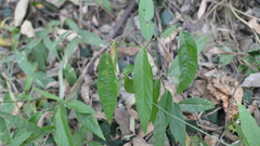 Sohmaea zonata