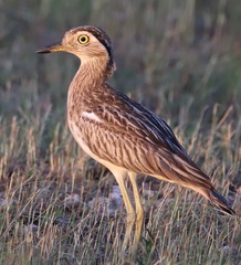 Burhinus bistriatus