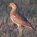 Hispaniolan Double-striped Thick-Knee - Photo (c) Aitor, some rights reserved (CC BY), uploaded by Aitor