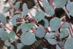 Euphorbia cinerascens