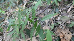 Sohmaea zonata
