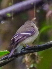 Empidonax flaviventris