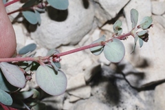 Euphorbia cinerascens
