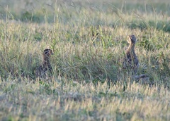Burhinus bistriatus