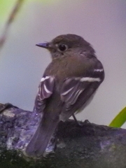 Empidonax flaviventris
