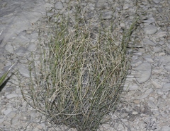 Bouteloua barbata