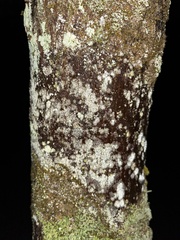 Cryptococcus fagisuga