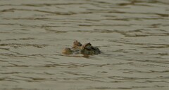 Caiman latirostris