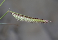 Bouteloua barbata