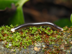 Pseudospirobolellus