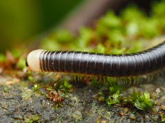 Pseudospirobolellus
