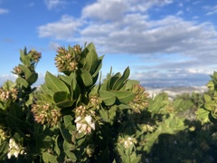 Arctostaphylos montaraensis
