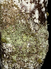 Cryptococcus fagisuga