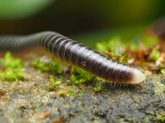 Pseudospirobolellus