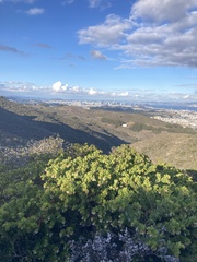 Arctostaphylos montaraensis
