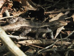 Sceloporus chrysostictus