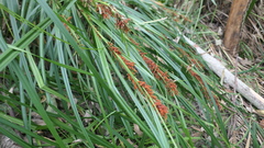 Carex baccans