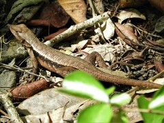 Sceloporus chrysostictus