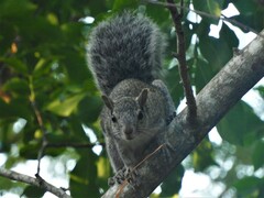 Sciurus yucatanensis