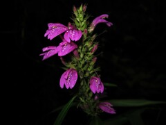 Justicia namatophila