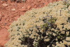Ericameria laricifolia