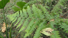 Microlepia speluncae