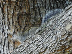 Sciurus yucatanensis